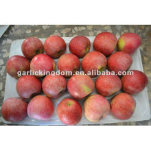 new crop unbagged Qinguan Apple from Shaanxi
